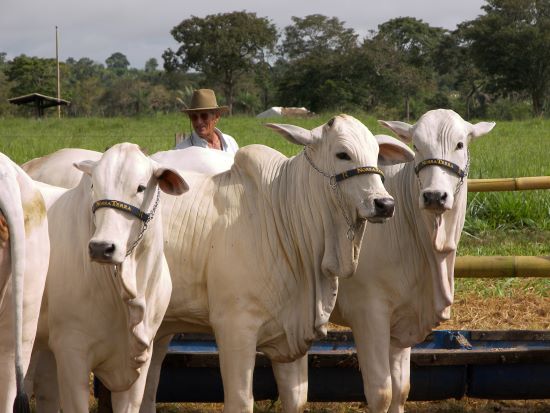 NELORE REINA - Recorde no abate de bovinos em 2024: 39,7 milhões de cabeças